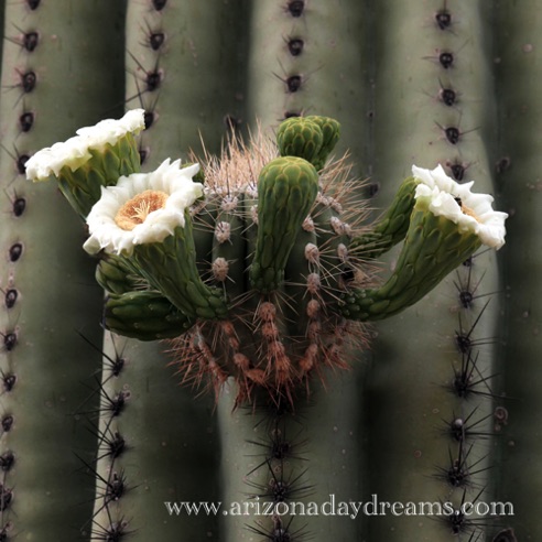 Saguaro Flowers
Verde River, Rio Verde, AZ. Saguaro Flowers
Verde River, Rio Verde, AZ.